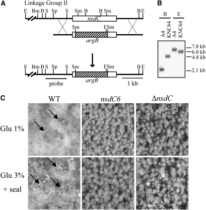 Figure 3.—