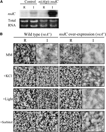 Figure 4.—