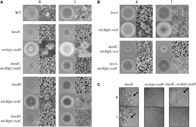 Figure 7.—