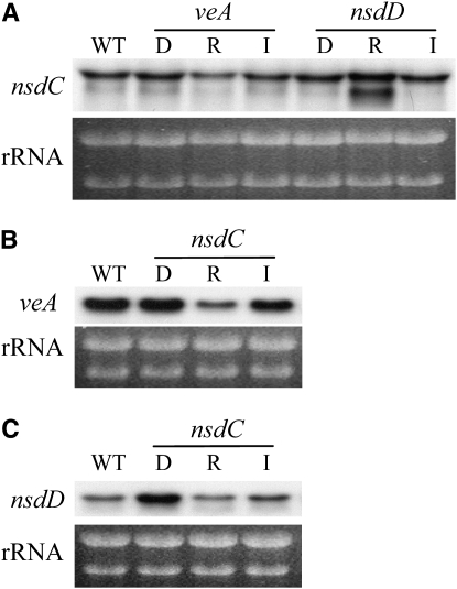 Figure 6.—