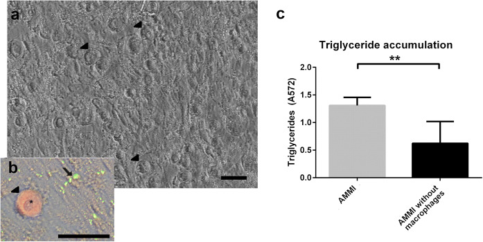 Fig. 3