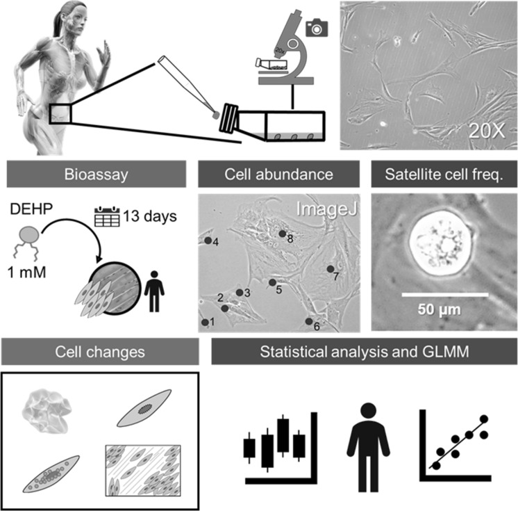 graphic file with name 10616_2023_580_Figa_HTML.jpg