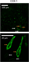 Figure 3