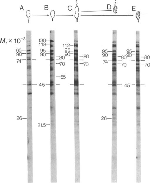 graphic file with name pnas00001-0185-a.jpg