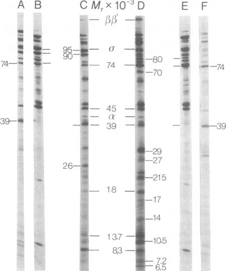 graphic file with name pnas00001-0184-a.jpg