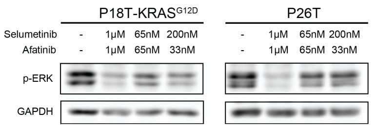 Figure 9—figure supplement 3.