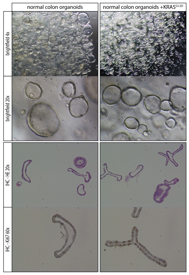 Figure 5—figure supplement 1.