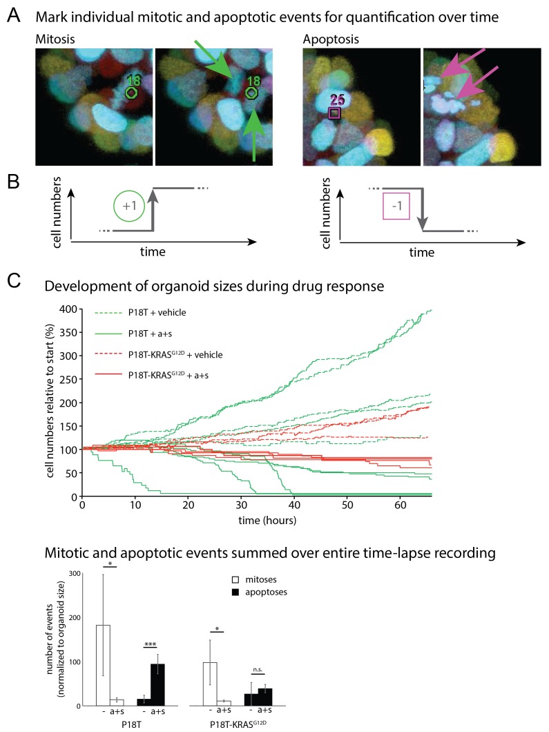 Figure 3—figure supplement 2.