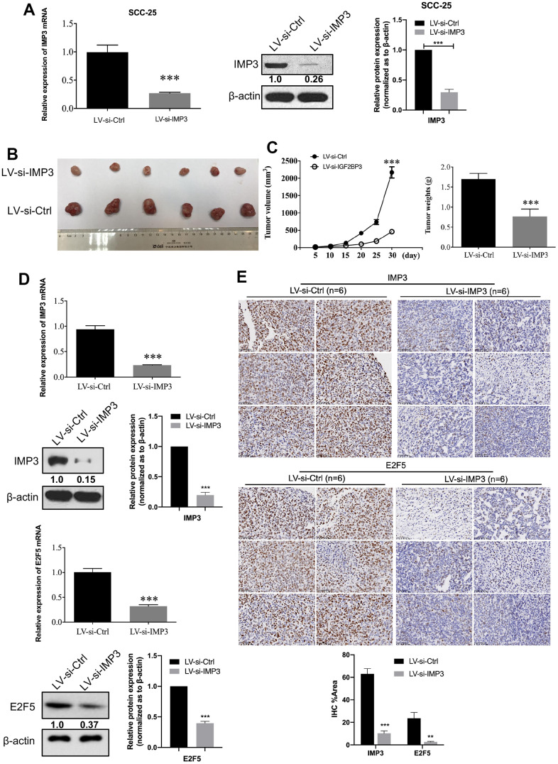 Knockdown Of Rna-binding Protein Imp3 Suppresses Oral Squamous Cell 