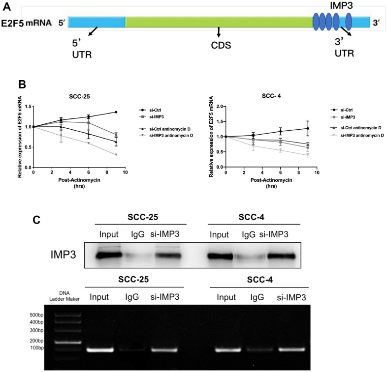 Knockdown Of Rna-binding Protein Imp3 Suppresses Oral Squamous Cell 