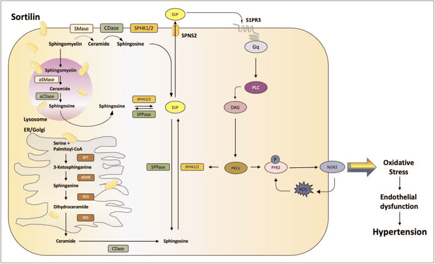 FIGURE 1.