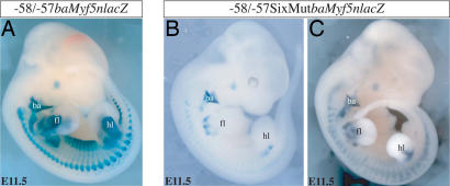 Fig. 5.