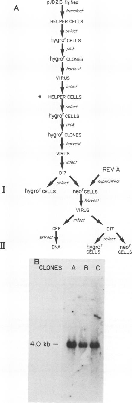 graphic file with name molcellb00096-0259-a.jpg