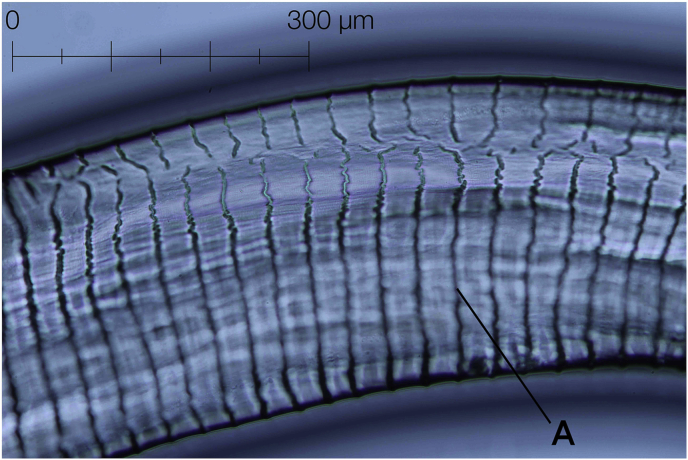 Fig. 5