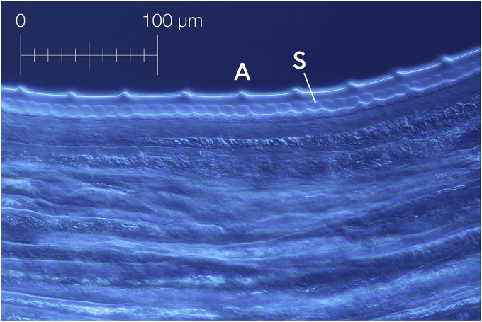 Fig. 6