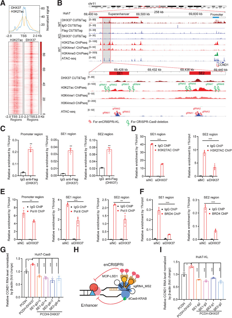 Figure 3. CCND1 is a direct target gene regulated by DHX37 in a superenhancer-driving manner in liver cancer cells. A, Top: line plots showing CUT&Tag and ChIP-seq signals of DHX37 and H3K27ac centered at the summit of DHX37 peaks in Huh7 cells. Bottom: heatmap of CUT&Tag and ChIP-seq signals for DHX37 and H3K27ac (±2,000 bp windows around the center of the TSS). B, Profiles of DHX37, H3K27ac, H3K4me1, and H3K4me3 occupancy and ATAC-seq peaks at the CCND1 promoter (blue line) and superenhancer (red line) regions in wild type (WT) and DHX37 knockout (KO) Huh7 cells. Gray shading indicates the occupancy of DHX37, which contains two specific constituent superenhancers (SE1 and SE2). sgRNAs were designed on the basis of the above peak. C, ChIP-qPCR analysis of DHX37 enrichment at the promoter and superenhancer regions of CCND1(n = 3). D, Treatment with siDHX37 significantly reduced H3K27ac enrichment at the CCND1 superenhancer region compared with that in the siNC group (n = 3). E, Treatment with siDHX37 significantly reduced RNA Pol II occupancy at the CCND1 promoter and superenhancer regions compared with that in the siNC group (n = 3). F, Treatment with siDHX37 significantly reduced BRD4 enrichment at the CCND1 superenhancer region compared with that in the siNC group (n = 3). G, Relative mRNA levels of CCND1 upon overexpression of DHX37 and knockout of the SE1 and SE2 regions by CRISPR-Cas9 gene editing (n = 3). H, Schematic of the enCRISPRi system containing the dCas9-KRAB fusion protein, an sgRNA with two MS2 hairpins, and the MCP-LSD1 fusion protein. I, Blockade of CCND1 superenhancer regions by four individual sgRNAs significantly reversed the upregulated expression of CCND1 caused by DHX37 (n = 3). The values are expressed as the mean ± SEM (C–F, G–I). ***, P < 0.001; **, P < 0.01; and *, P < 0.05 by one-way ANOVA and two-sided Student t test.