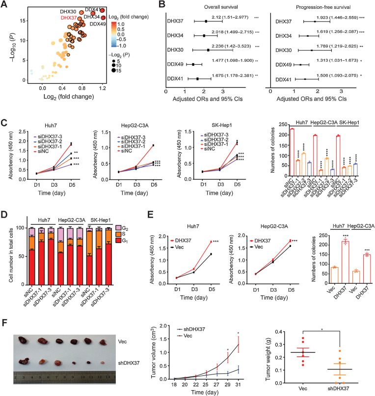 Figure 1. High expression of DHX37 correlates with poor outcomes in patients with HCC and promotes liver cancer cell proliferation both in vitro and in vivo. A, Comparison of RNA helicase family member expression between tumor tissues and normal tissues in TCGA-LIHC cohort. The horizontal axis shows differences in gene expression between tumor tissues and normal tissues, and the vertical axis shows the significance of the differences. The color of the points in the figure represents the fold differences, and the size of the points represents the significance of the differences. P values by two-sided Student t test. B, Association of RNA helicase family member expression with patient OS and PFS times in TCGA-LIHC cohort based on univariate Cox regression analysis. HR > 1 indicates that the gene is a risk factor. C, CCK-8 assays and colony formation assays of the Huh7, HepG2-C3A, and SK-Hep1 cells transfected with three independent DHX37 siRNAs (n = 3). D, Flow cytometric analysis of the cell-cycle distribution in the liver cancer cells transfected with two independent DHX37 siRNAs (n = 3). E, CCK-8 assays and colony formation assays of the Huh7 and HepG2-C3A cells with stable DHX37 overexpression (n = 3). F, Images of xenografts from nude mice bearing subcutaneous xenografts derived from the shDHX37 cells or control cells. Tumor volumes and tumor weights were measured in the shDHX37 and negative control groups of xenograft mice (n = 6). The values are expressed as the mean ± SEM. ****, P < 0.0001; ***, P < 0.001; **, P < 0.01; and *, P < 0.05 by one-way ANOVA or two-sided Student t test.