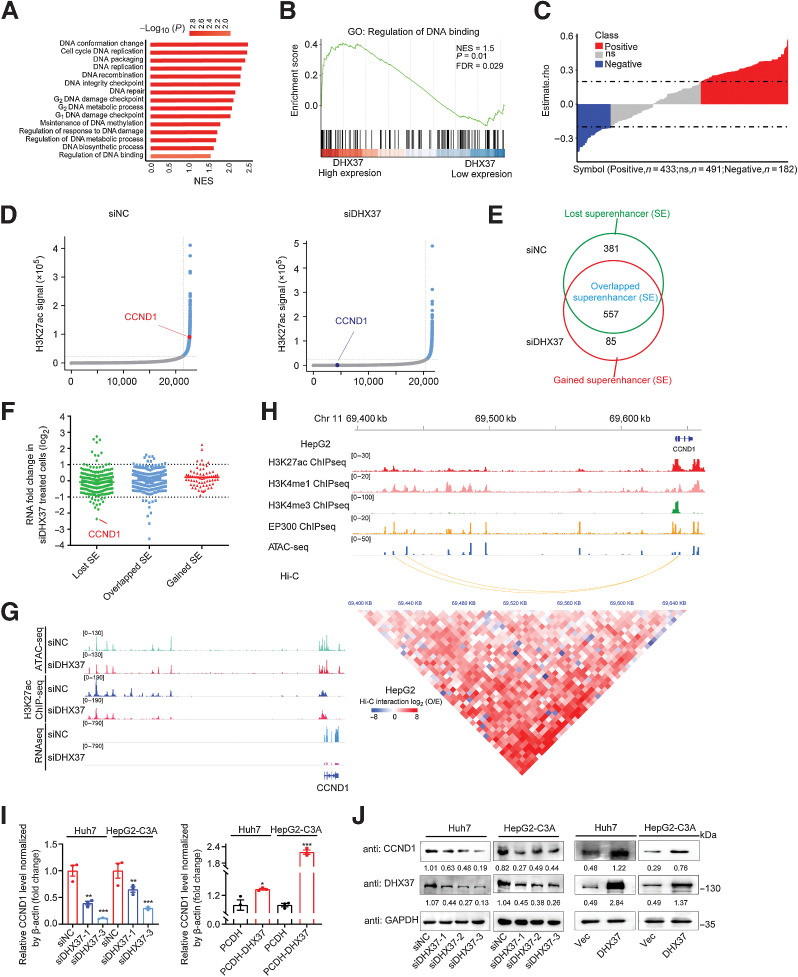 Figure 2. DHX37 is strongly associated with transcriptional regulation and enhancer activity in HCC. A, GSEA of the biological processes associated with DHX37 expression in TCGA-LIHC cohort. The vertical axis indicates the GSEA biological process, and the horizontal axis indicates the NES of the biological process. The colors on the bar indicate the significance of enrichment. B, GSEA visualization of the regulation of DNA binding in TCGA-LIHC cohort. C, Correlation analysis of the expression of DHX37 and eRNAs. Each column represents an eRNA. The height of the column indicates the correlation between the expression of each eRNA and that of DHX37, and the color of the column indicates the significance of the correlation. Red: positive correlation (n = 433); blue: negative correlation (n = 182); gray: no significant correlation (n = 491). D, Hockey stick plots on the basis of input-normalized H3K27ac signals in Huh7 cells after silencing of DHX37. The enhancers are rank ordered as a percentage of the total signal. Superenhancers are obtained on the basis of the difference in the strength of the binding levels of molecular markers of enhancer transcriptional activity. Superenhancers are highlighted in blue with the ranks of selected superenhancer-associated genes. E, Definition of lost superenhancers (only in the siNC group), overlapped superenhancers (in both the siNC and siDHX37 groups) and gained superenhancers (only in the siDHX37 group). F, Gene expression changes as measured by RNA-seq of lost superenhancers, overlapped superenhancers, and gained superenhancers in siNC and siDHX37 Huh7 cells. The individual points are represented as mRNA fold change for superenhancer-associated genes. G, ATAC-seq, ChIP-seq, and RNA-seq profiles of the CCND1 locus in Huh7 cells treated with siNC and siDHX37. H, Epigenetic features of the CCND1 locus in HepG2 cells. A 5 kb resolution heatmap for chromosome 11 (hg38: 69400000–69645000 bp) in HepG2 cells showed the location of topologically associating domains, which was derived from ENCODE and reanalyzed on the basis of Juicer and hiccups software (bottom). The Hi-C interaction between promoters and super enhancers of CCND1 was evaluated by the O/E value, which was calculated as the observed value (estimated with normalized mapped reads) divided by the expected value. I and J, Relative mRNA and protein expression levels of CCND1 upon knockdown and overexpression of DHX37 in Huh7 and HepG2-C3A cells (n = 3). The values are expressed as the mean ± SEM. ***, P < 0.001; **, P < 0.01; and *, P < 0.05 by one-way ANOVA or two-sided Student t test.