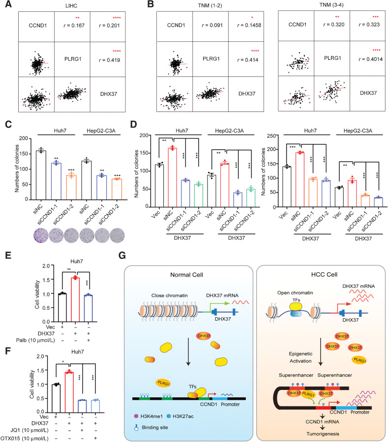 Figure 8. CCND1 is required for DHX37/PLRG1-promoted liver cancer cell proliferation. A, Correlation plots comparing DHX37, PLRG1, and CCND1 expression in TCGA-LIHC. r represents the correlation coefficient. B, Correlation plots comparing DHX37, PLRG1, and CCND1 expression in TCGA data for neoplasms with different histologic [tumor–node–metastasis (TNM)] grades in patients with HCC. C, Colony formation assays and representative images of the Huh7 and HepG2-C3A cells transfected with two independent CCND1 siRNAs. D, Colony formation assays and colony counts of the Huh7 and HepG2-C3A cells with stable DHX37 or PLRG1 overexpression transfected with two independent CCND1 siRNAs. E, Viability of mock and stable DHX37-overexpressing Huh 7 cells after 48 hours of treatment with 10 µmol/L palbociclib. F, Viability of the mock and stable DHX37-overexpressing Huh7 cells after 48 hours of treatment with 10 µmol/L JQ1 or OTX015. G, Proposed model of the transcriptional regulation of CCND1 in liver cancer. The values are expressed as the mean ± SEM (D–F, n = 3). ***, P < 0.001; **, P < 0.01; and *, P < 0.05 by one-way ANOVA or two-sided Student t test.