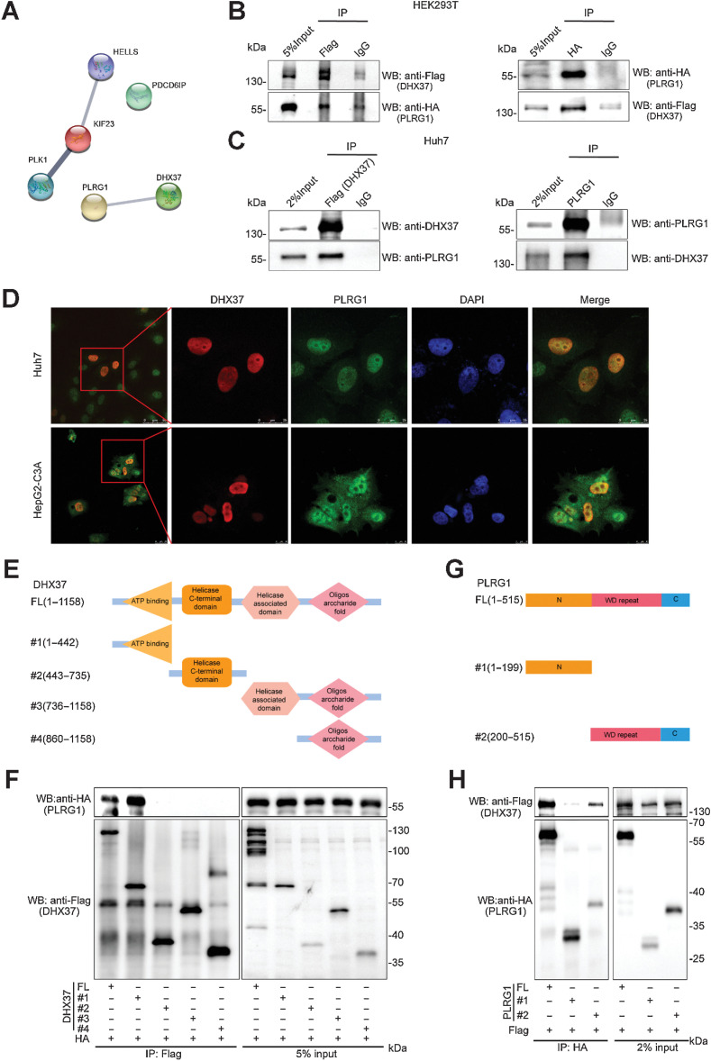 Figure 4. DHX37 interacts with PLRG1, a core component of the CDC5 L complex, in liver cancer cells. A, DHX37-associated proteins were analyzed with STRING. The network nodes represent potential interacting proteins obtained by Co-IP/LC/MS. The edges represent protein–protein interactions. B, Co-IP using control IgG and an anti-Flag (DHX37) or anti-HA (PLRG1) antibody was carried out using extracts prepared from the HEK293T cells transfected with the CMV-Flag-DHX37 and pCMV-HA-PLRG1 plasmids. The presence of DHX37 or PLRG1 in these immunoprecipitates was evaluated by immunoblot (WB) analysis. C, Co-IP using control IgG and an anti-DHX37 or anti-PLRG1 antibody was carried out using extracts prepared from Huh7 cells. The endogenous interaction of PLRG1 with DHX37 was evaluated by WB analysis with the corresponding antibodies. D, Huh7 and HepG2-C3A cells stably expressing DHX37 were fixed for immunofluorescence analysis. DHX37 was detected using an anti-Flag (DHX37) primary antibody and an Alexa Fluor 488 goat anti-mouse secondary antibody, and PLRG1 was detected using an anti-PLRG1 primary antibody and an Alexa Fluor 594 goat anti-rabbit secondary antibody. Representative cells from the same field for each experimental group are shown. Scale bars: Huh7, 50 µmol/L (first column) or 25 µmol/L (other four columns). HepG2-C3A, 25 µmol/L (first column) or 10 µmol/L (other four columns). E, Schematic representation of Flag-tagged full-length DHX37 (FL) along with its various deletion mutants (#1, #2, #3, and #4). The domains include the ATP-binding domain (residues 251–442), a helicase C-terminal domain (residues 459–716), a helicase-associated domain (residues 736–859) and an oligonucleotide domain (residues 925–1010). F, HEK293T cells were cotransfected with the indicated HA-tagged PLRG1 constructs along with plasmids encoding Flag-tagged DHX37, and the interaction between DHX37 and PLRG1 was evaluated by IP and immunoblotting. G, Schematic representation of HA-tagged full-length PLRG1 (FL) along with its various deletion mutants (N-terminal or WD repeat deletion mutants). H, HEK293T cells were cotransfected with the indicated Flag-tagged DHX37 constructs along with plasmids encoding HA-tagged PLRG1, and the interaction between DHX37 and PLRG1 was evaluated by IP and immunoblotting.