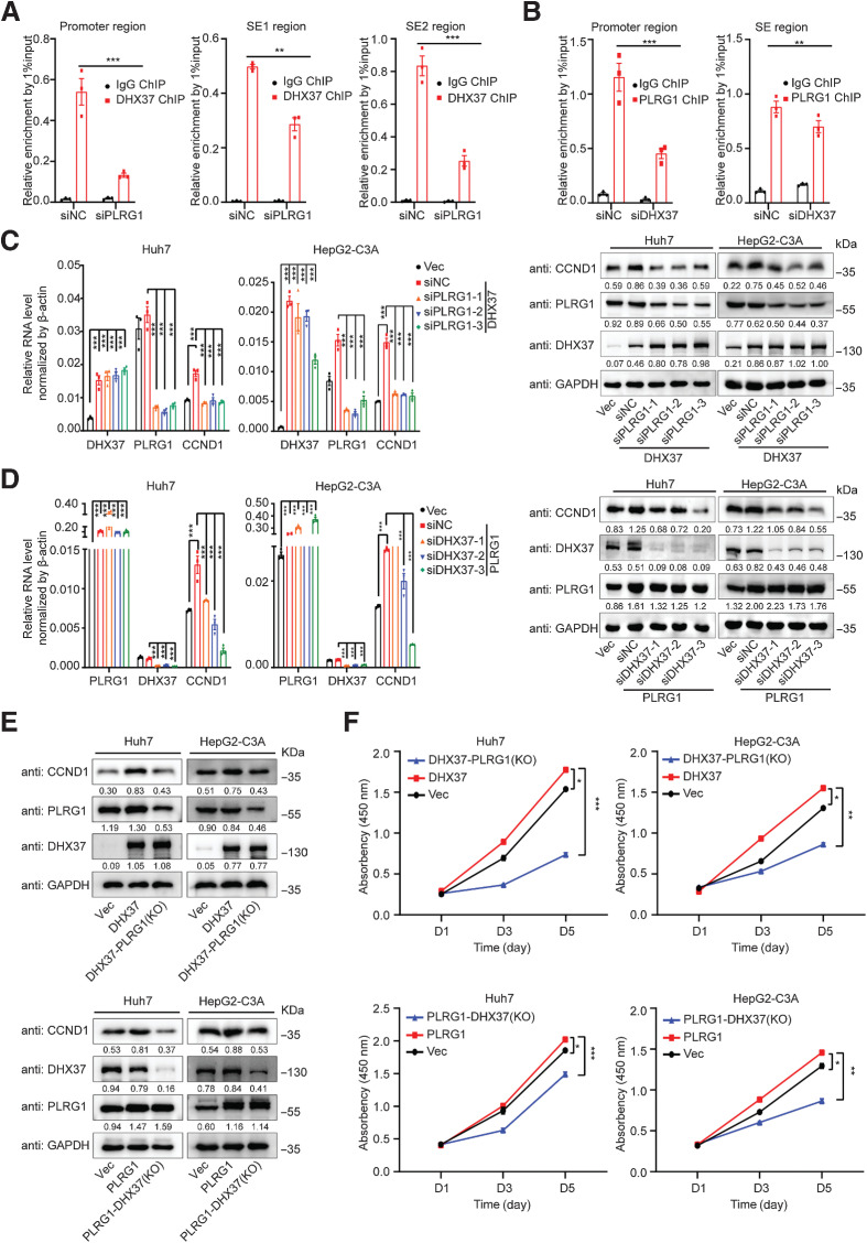 Figure 7. DHX37 cooperates with PLRG1 to activate CCND1 transcription in liver cancer. A, Treatment with siPLRG1 significantly reduced DHX37 enrichment at the CCND1 promoter and superenhancer (both SE1 and SE2) regions compared with that in the siNC group. B, Treatment with siDHX37 significantly reduced PLRG1 enrichment at the CCND1 promoter and SE2 region compared with that in the siNC group. C, The relative RNA and protein levels of CCND1 were reduced after knockdown of PLRG1 in the context of DXH37 overexpression. D, The relative RNA and protein levels of CCND1 were reduced after knockdown of DHX37 in the context of PLRG1 overexpression. E, The relative protein levels of CCND1 were reduced after knockout of PLRG1/DHX37 in the context of DXH37/PLRG1 overexpression. F, CCK-8 assays of the Huh7 and HepG2-C3A cells with knockout of PLRG1/DHX37 in the context of DXH37/PLRG1 overexpression. The values are expressed as the mean ± SEM (A–F, n = 3). ***, P < 0.001; **, P < 0.01; and *, P < 0.05 by one-way ANOVA or two-sided Student t test.