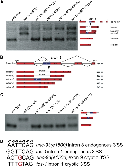 FIGURE 1.