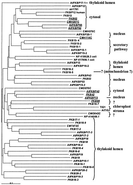 FIG. 1.