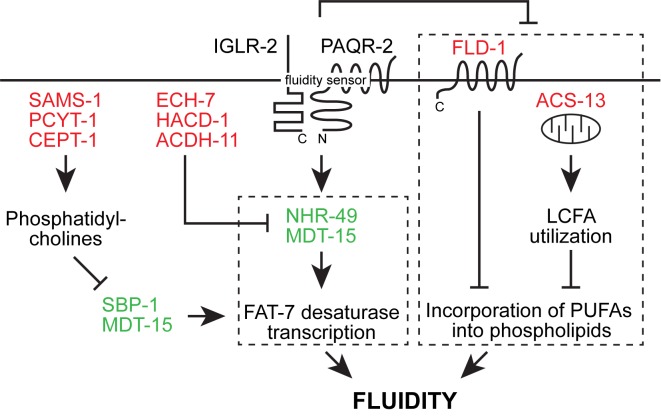 Figure 9—figure supplement 1.