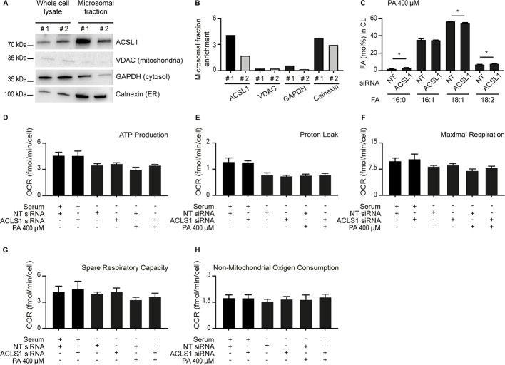 Figure 7—figure supplement 1.