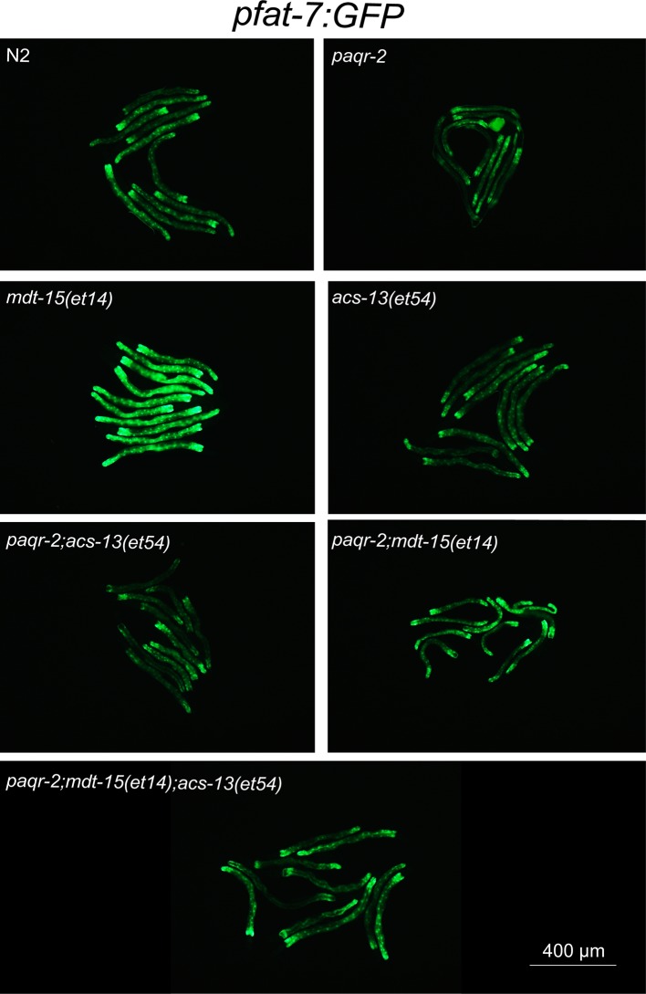 Figure 4—figure supplement 1.