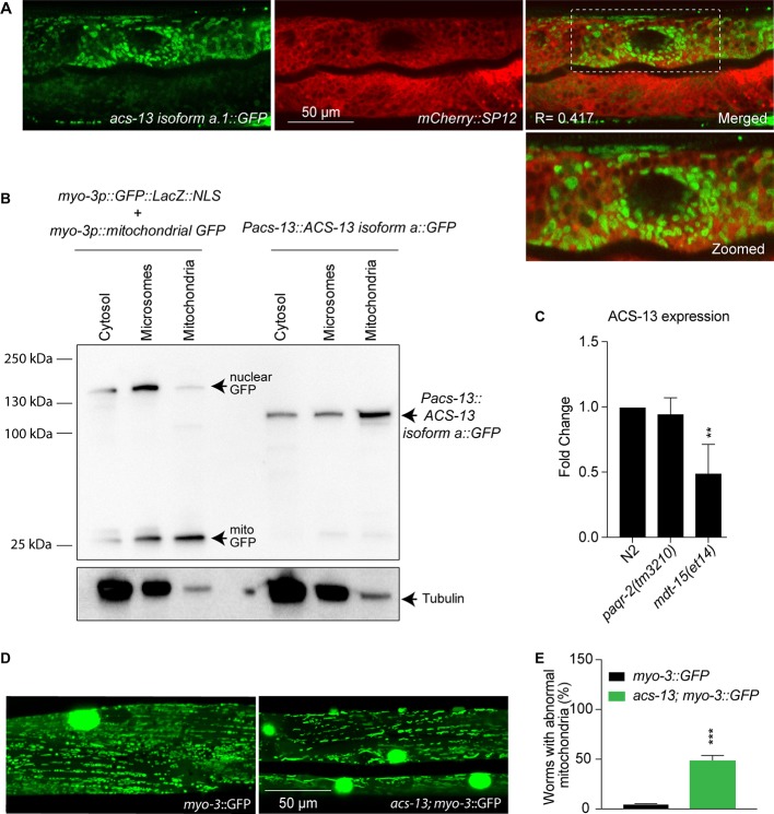 Figure 2—figure supplement 1.