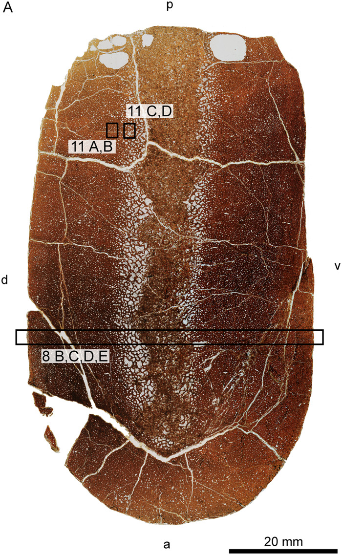 Fig. 8