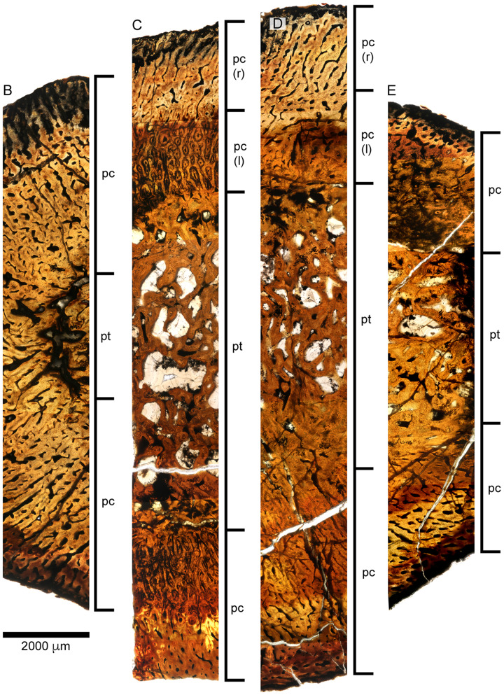 Fig. 10