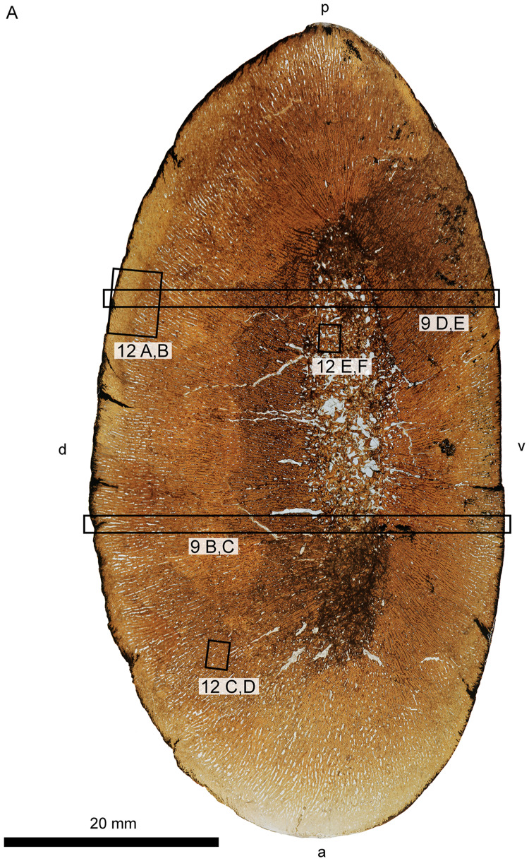 Fig. 9