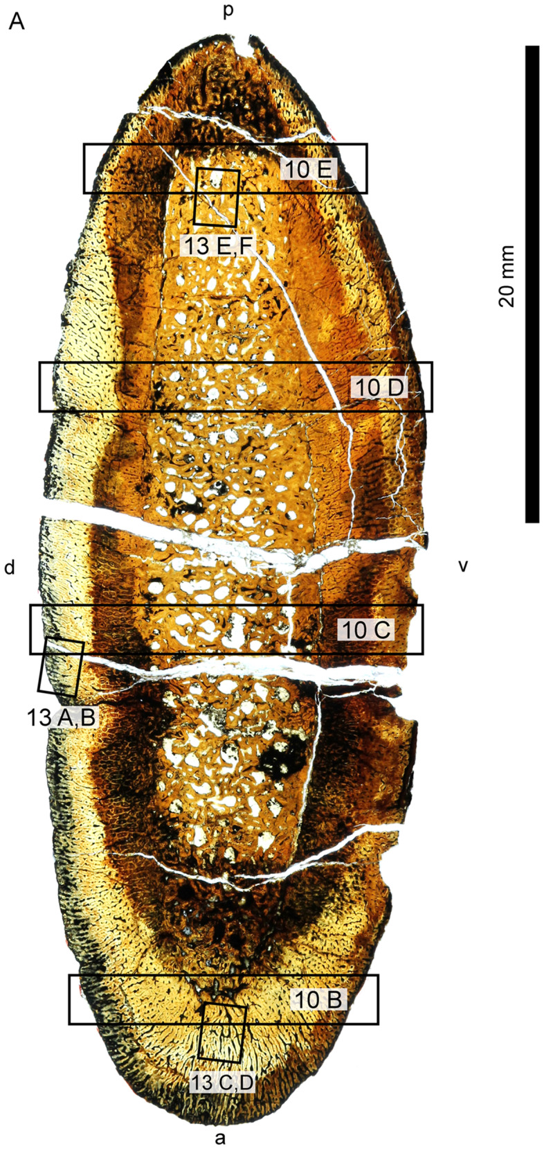 Fig. 10