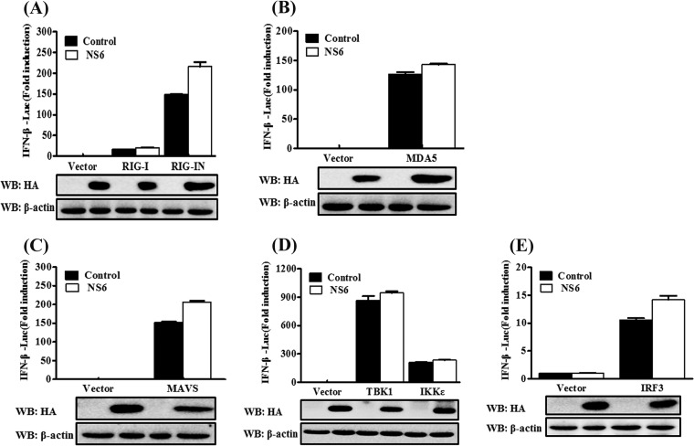 FIG 3