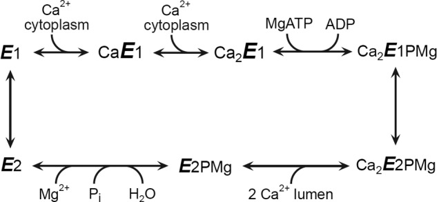 SCHEME 1.