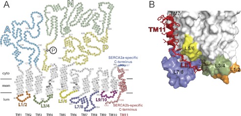 FIGURE 1.