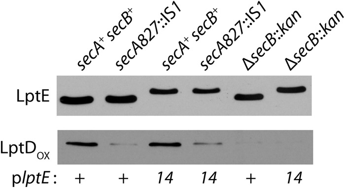 Fig 5