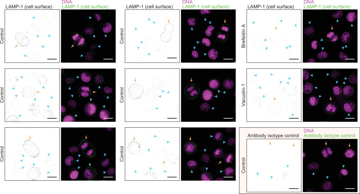 Figure 5—figure supplement 1.