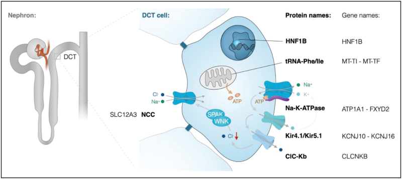 FIGURE 1