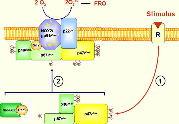 Fig. 1