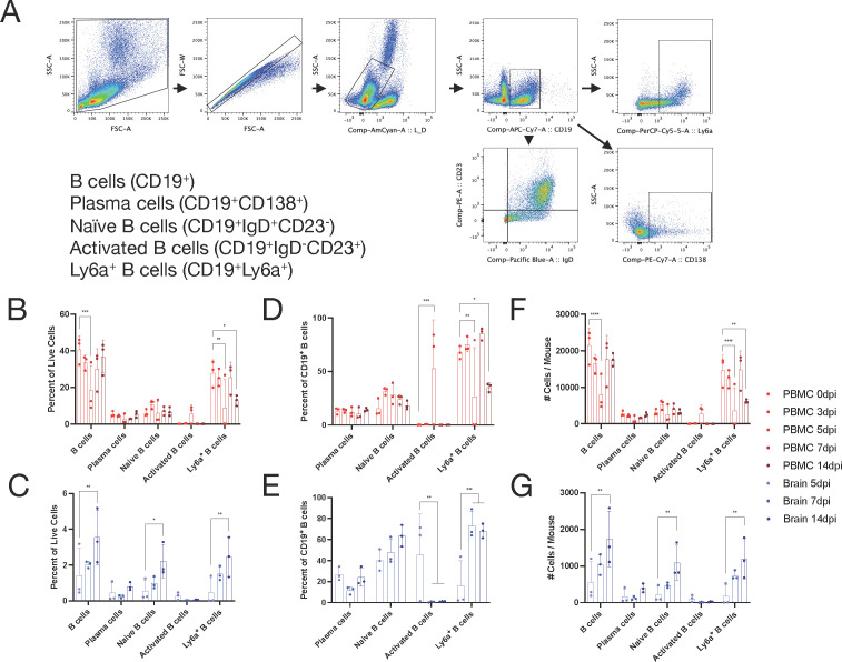 Process flow of B cell isolation; percentage of all live cells; percentage of CD19+ T cells; and total number of cells per mouse in PBMC and brain are in respective illustrations.