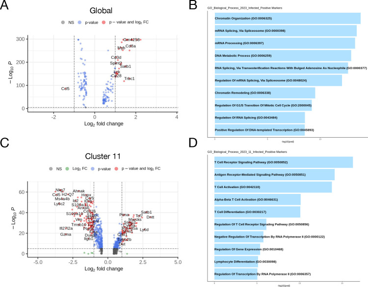 Gene expressions for global and cluster 11 and expressions of the different GO biological processes are in volcano plots and bar graphs.