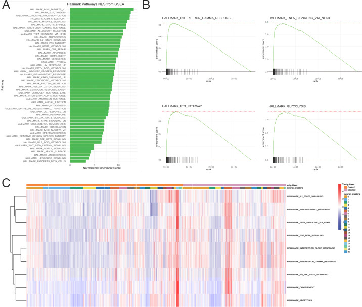 Hallmark pathways NES from GSEA; Interferon gamma response; TNFA signaling via NFKB; P53 pathway; glycolysis; and enrichment scores are in respective pathways.