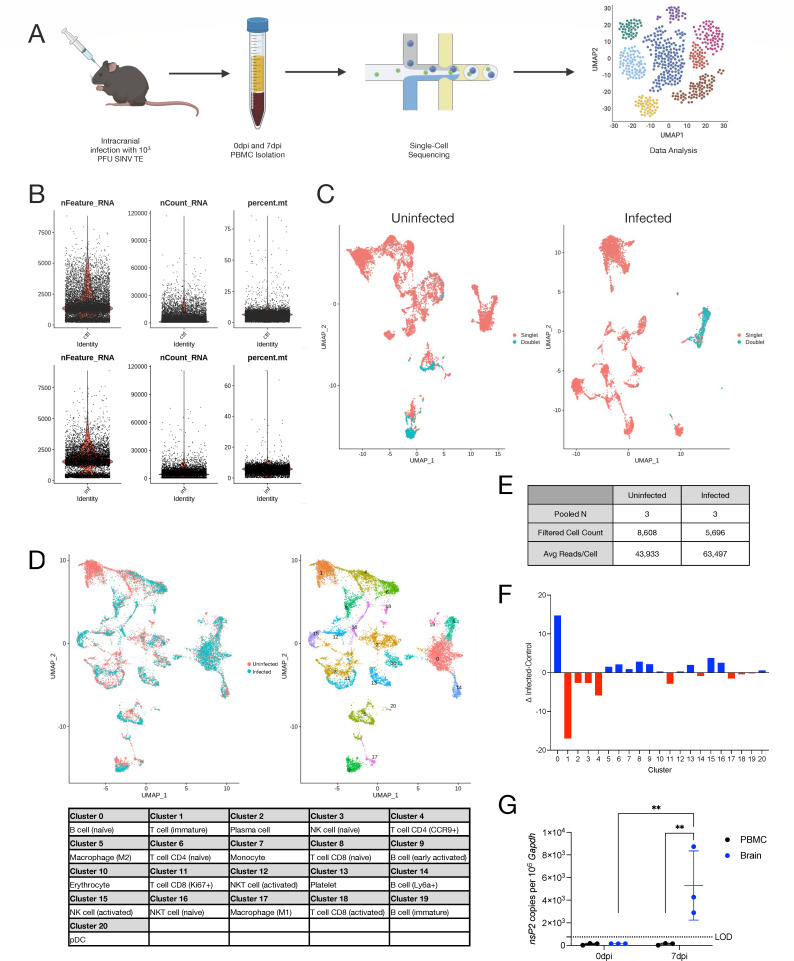 Experimental design for single-cell sequencing; gene and read counts and percentage; UMAP plot for infected and infected with data; proportional difference for each cluster; and gene expression in PBMC and brain are in respective illustrations.