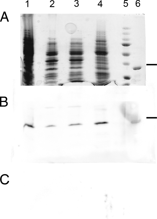 FIG. 5.