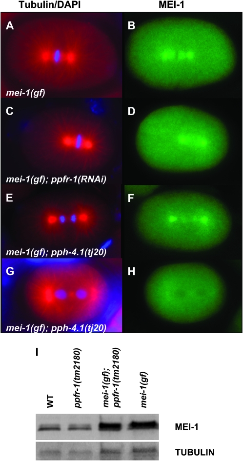 Figure 3.—