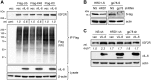 FIG 6