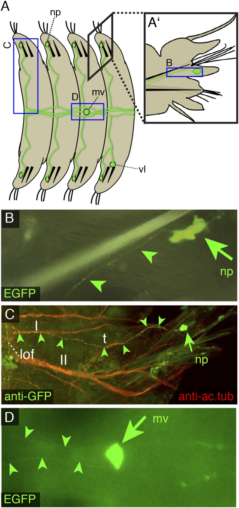 Fig. 2.